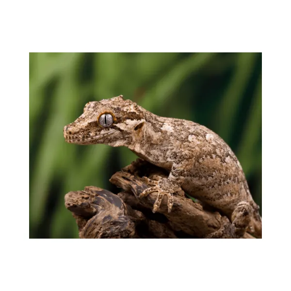 Gecko Rhacodactylus auriculatus (Gargoyle gecko)