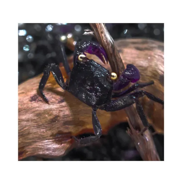 Geosesarma sp. Vampire black