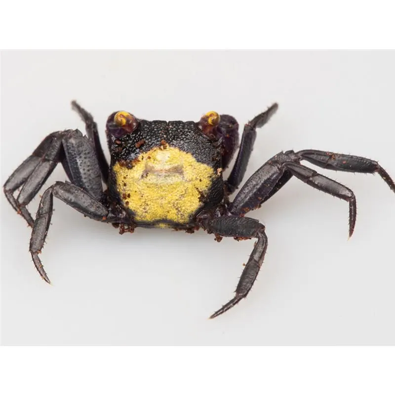 Geosesarma sp. Vampire yellow