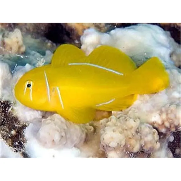 Gobiodon citrinus