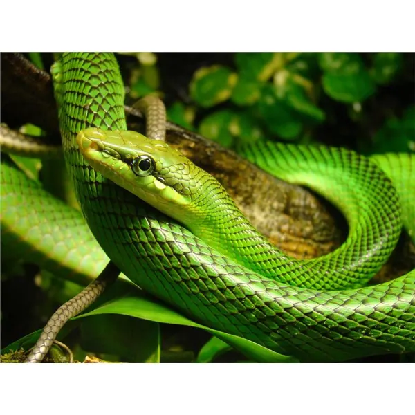 Gonyosoma oxycephala