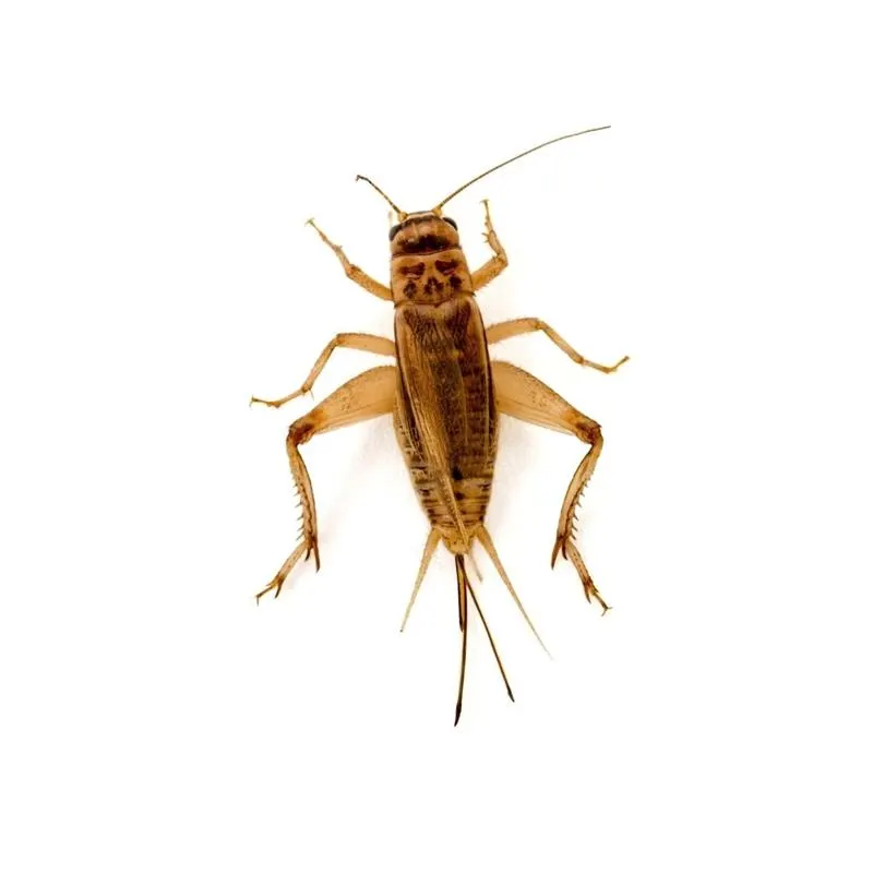 Greieri vii Acheta domestica 500 buc