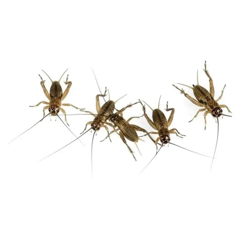 Gryllus assimilis medium (&plusmn;40 bucati)