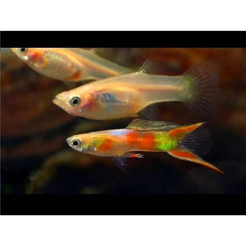 Guppy calico double sword