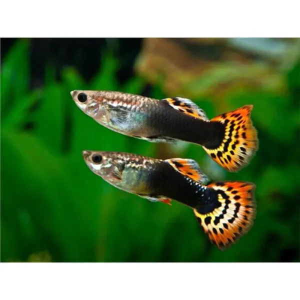 Guppy Poecilia ret. male red king cobra