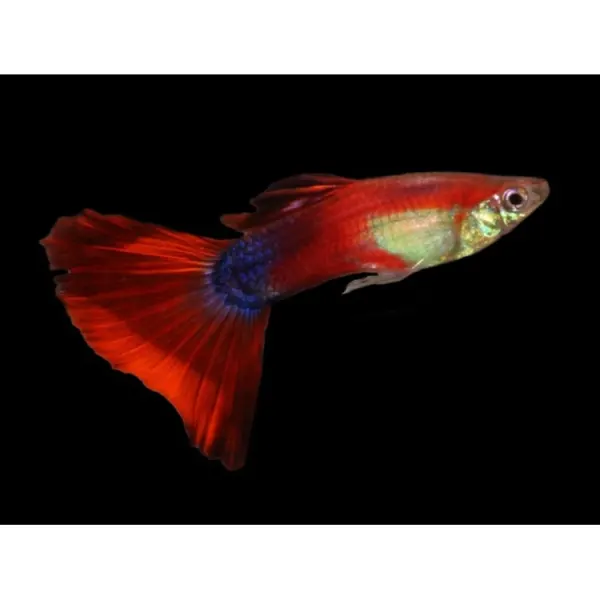 Guppy Poecilia reticulata maroon red mascul