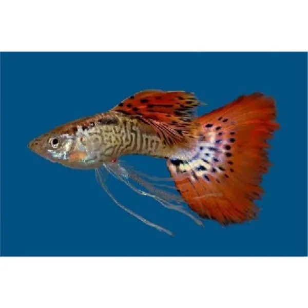 Guppy Red Cobra