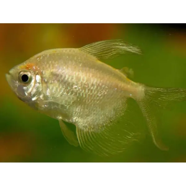 Gymnocorymbus ternetzi gold