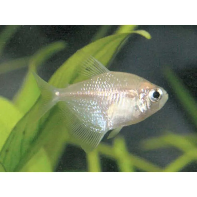 Gymnocorymbus ternetzi gold l. f.