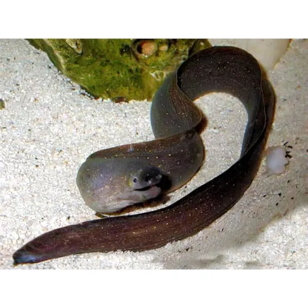 Gymnothorax tile