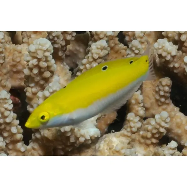 Halichoeres leucoxanthus (Canarytop wrasse M)