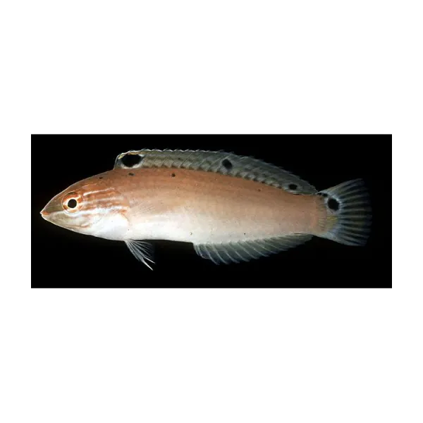Halichoeres Trispilus