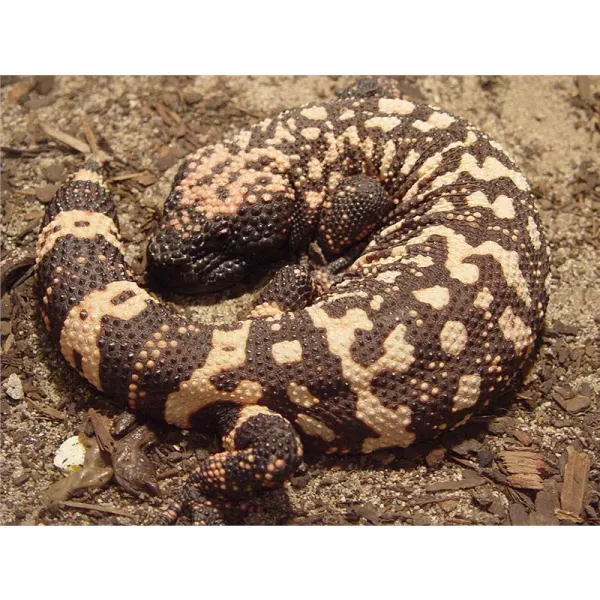 Heloderma suspectum cinctum CB 2017