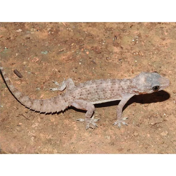 Hemidactylus brooki