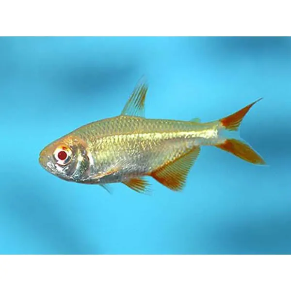 Hemigrammus caudovittatus gold
