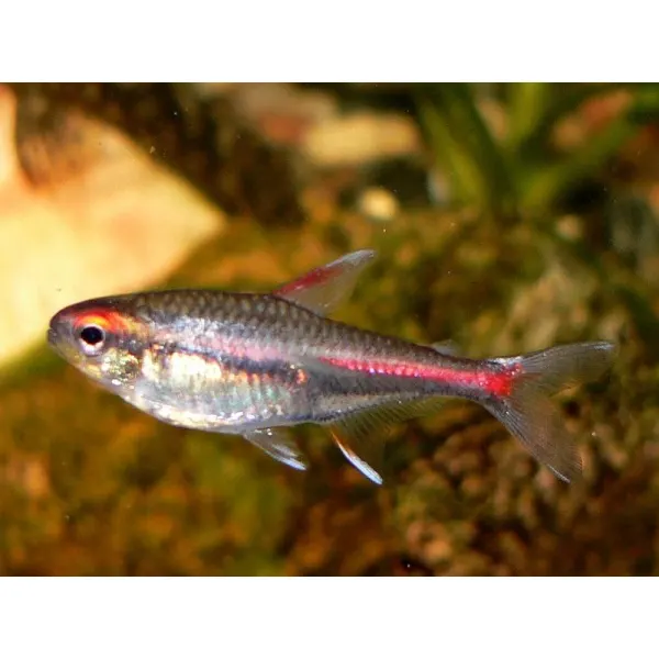 Hemigrammus erythrozonus gracil 'Glowlight Tetra'