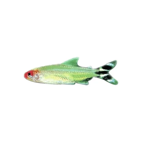 Hemigrammus rhodostomus 'Rummy Nose Tetra'