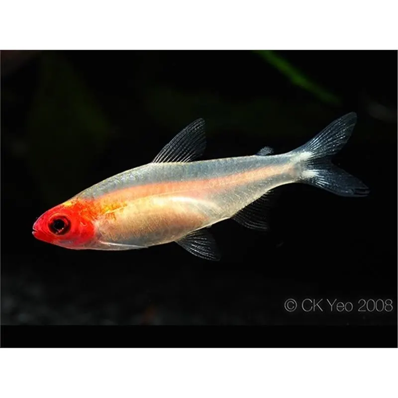Hemigrammus rhodostomus gold