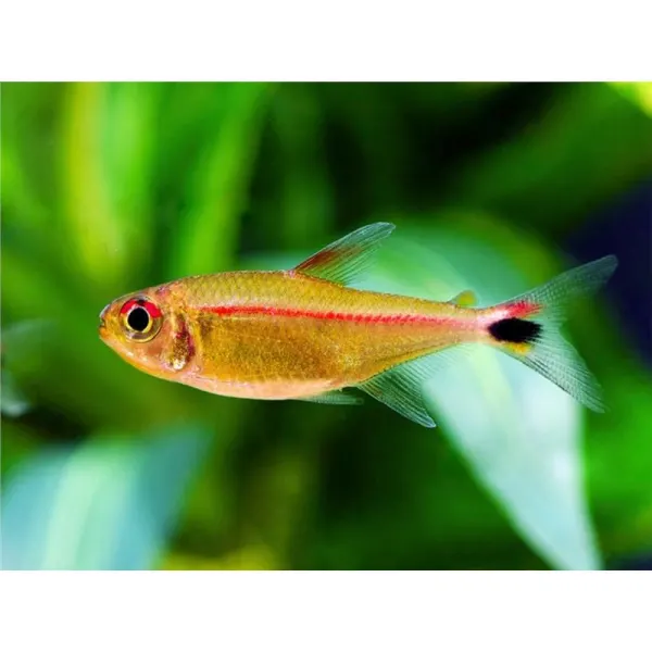 Hemigrammus rubrostriatus