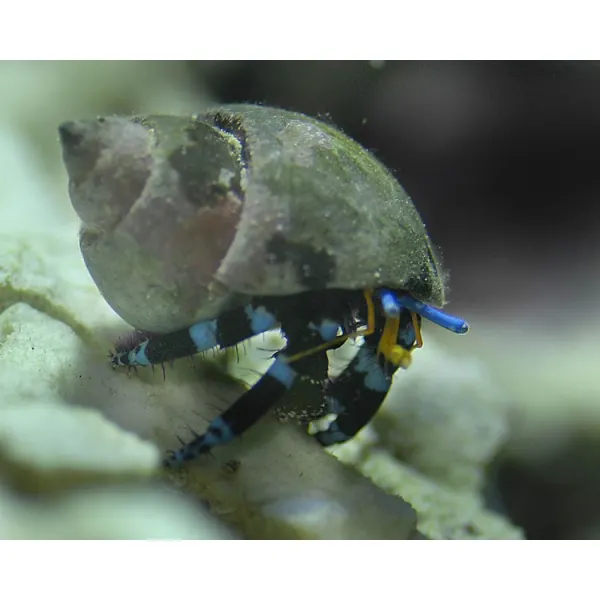 Hermit crab Calcinus elegans