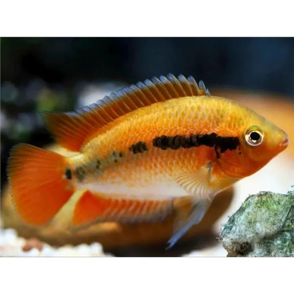Herotilapia multispinosa orange