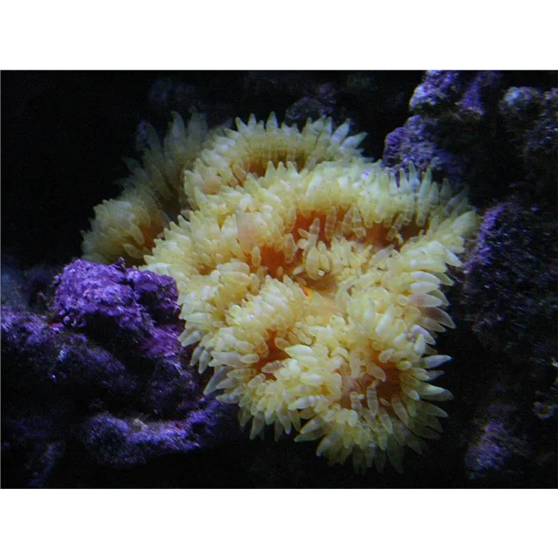 Heteractis aurora