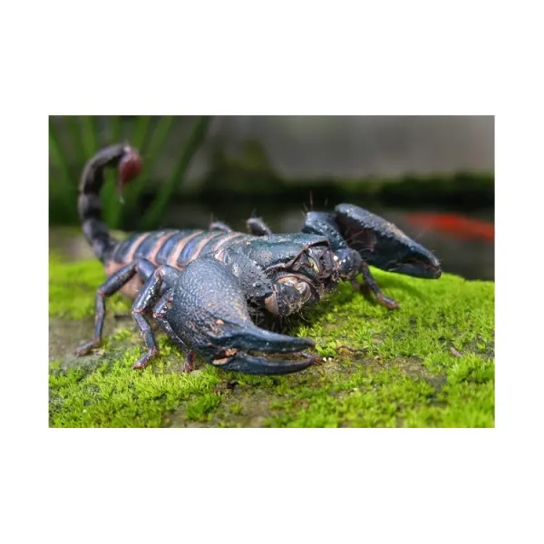 Heterometrus cyaneus (Asian Blue Forest Scorpion)