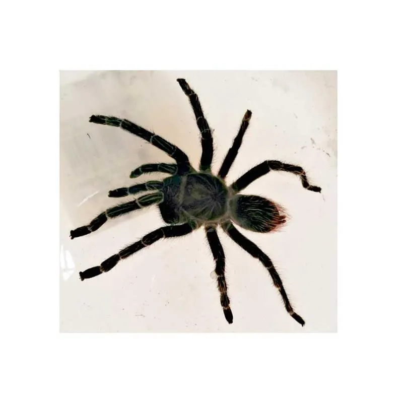 Hispaniolan Giant Tarantula