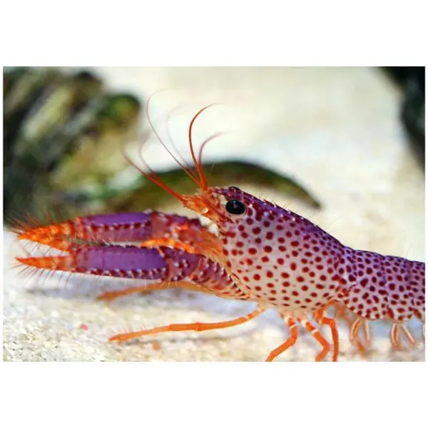 Homarul de recif Enoplometopus daumi