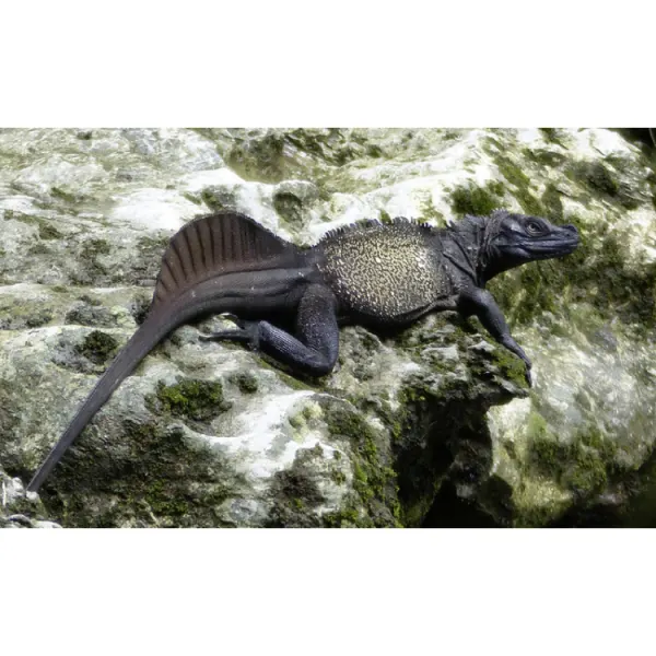 Hydrosaurus microlophus (Sulawesi Giant Sailfin Dragon) s-m