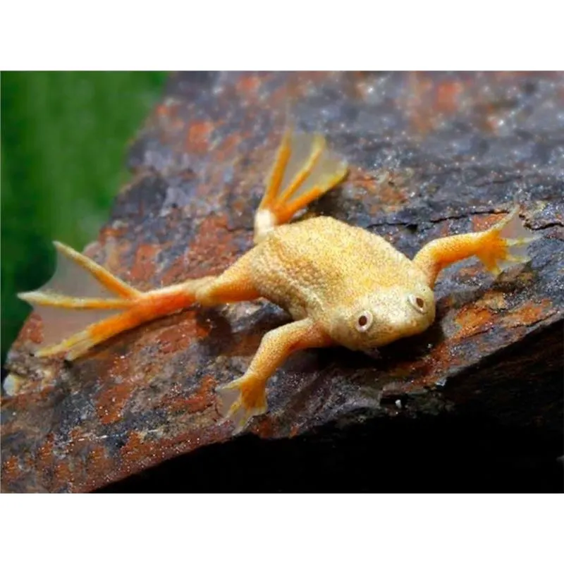 Hymenochirus boettgeri albin Zaire dwarf clawed frog