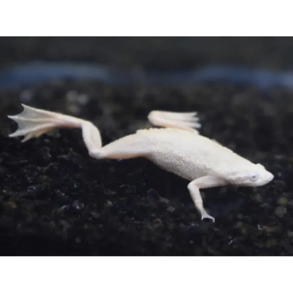 Hymenochirus boettgeri platinum