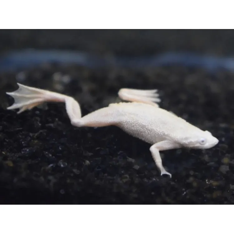 Hymenochirus boettgeri platinum