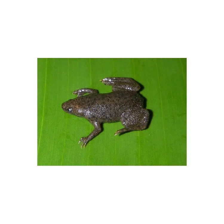 Hymenochirus curtipes