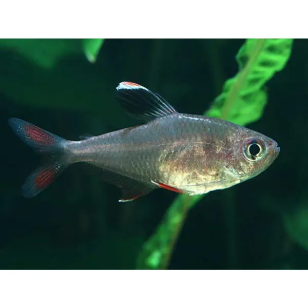Hyphessobrycon bentosi white fin