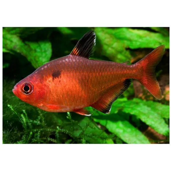 Hyphessobrycon callistus