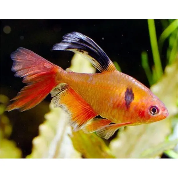 Hyphessobrycon callistus long fin