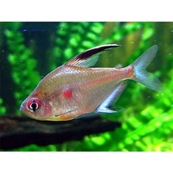 Hyphessobrycon erythrostigma