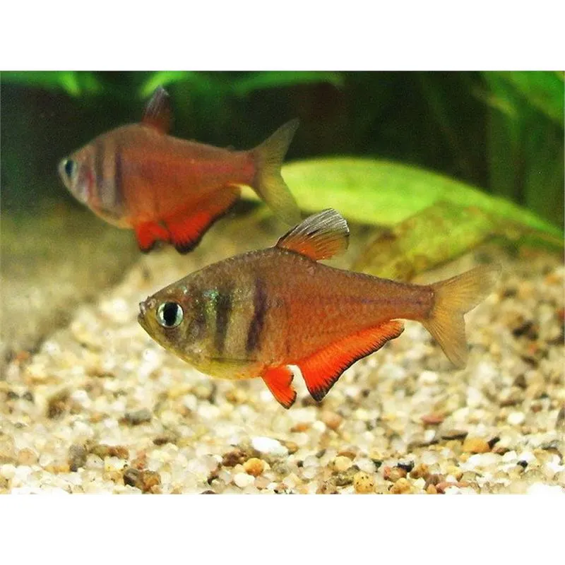 Hyphessobrycon flammeus