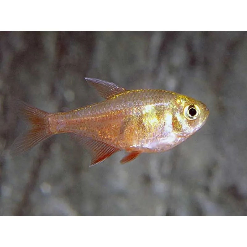 Hyphessobrycon flammeus yellow
