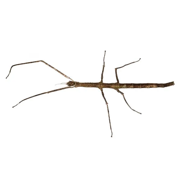 Insecta Bat Medauroidea (Baculum) extradentata