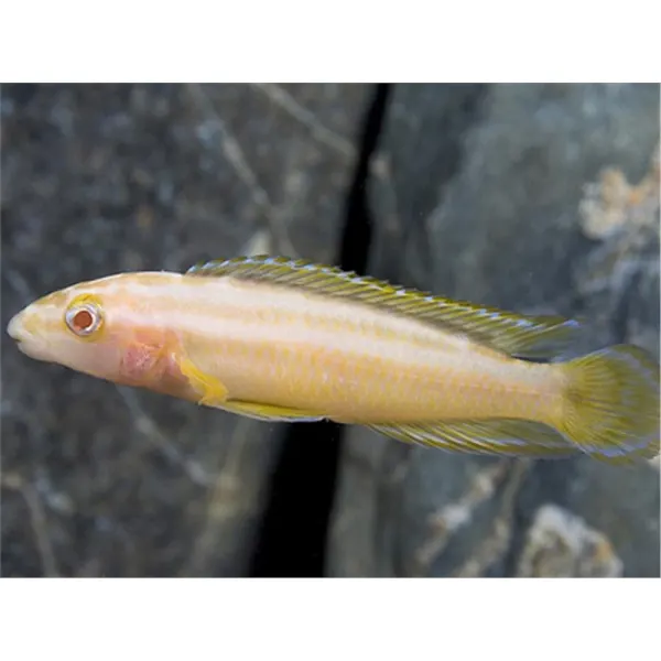 Julidochromis ornatus albin