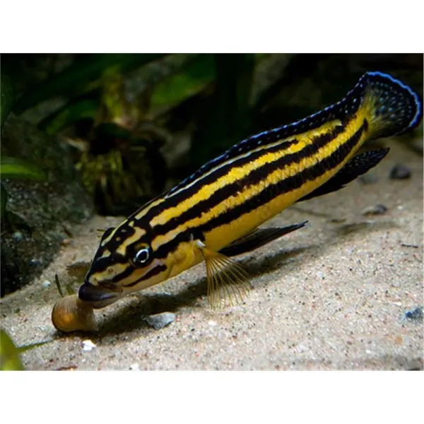 Julidochromis regani kipili