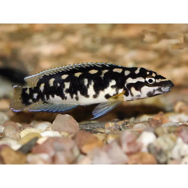 Julidochromis transcriptus
