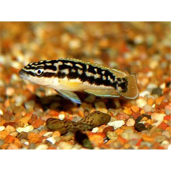 Julidochromis transcriptus gombi