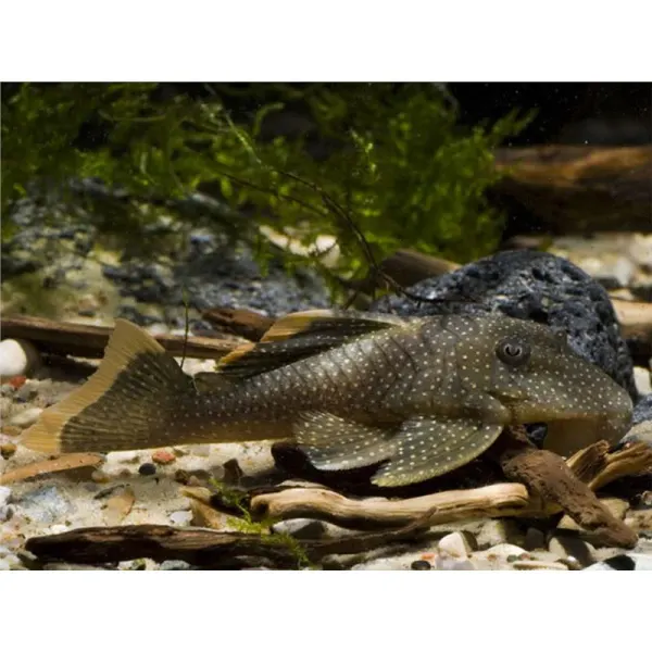 L081 Baryancistrus sp.