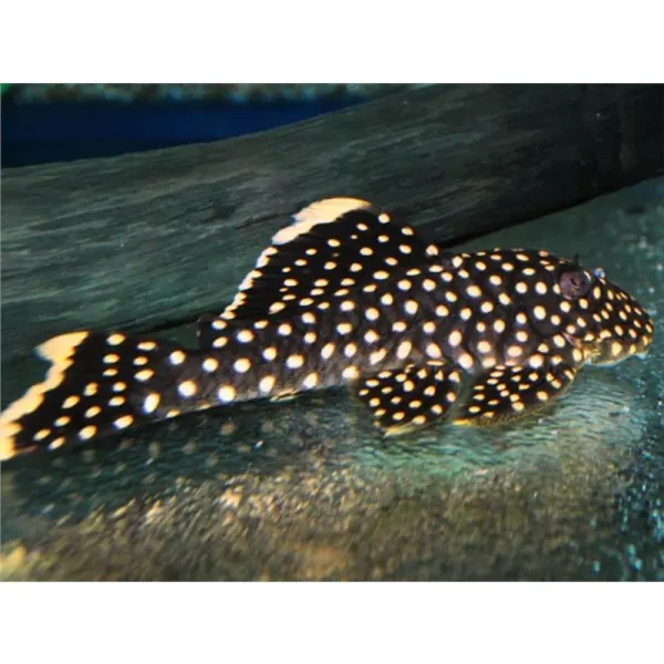 L177 Baryancistrus sp.