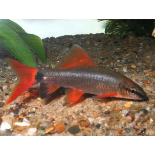 Labeo frenatus 'Rainbow Shark'
