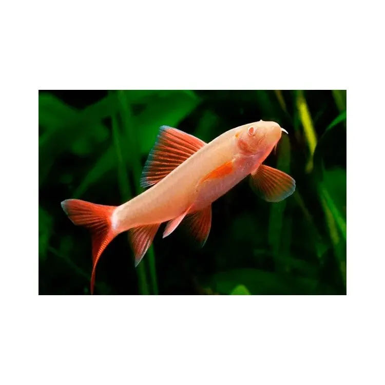 Labeo frenatus Albin 'Red-Finned Shark Albin'