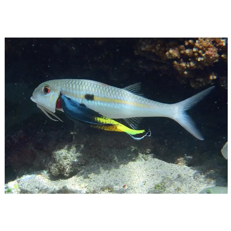 Labroides bicolor